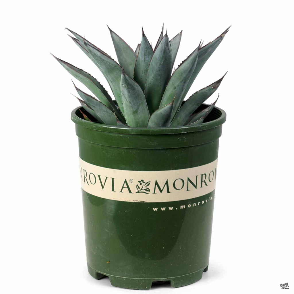 アガベ BLUE Agave 'Blue Glow' | Monrovia — Green Acres Nursery & Supply