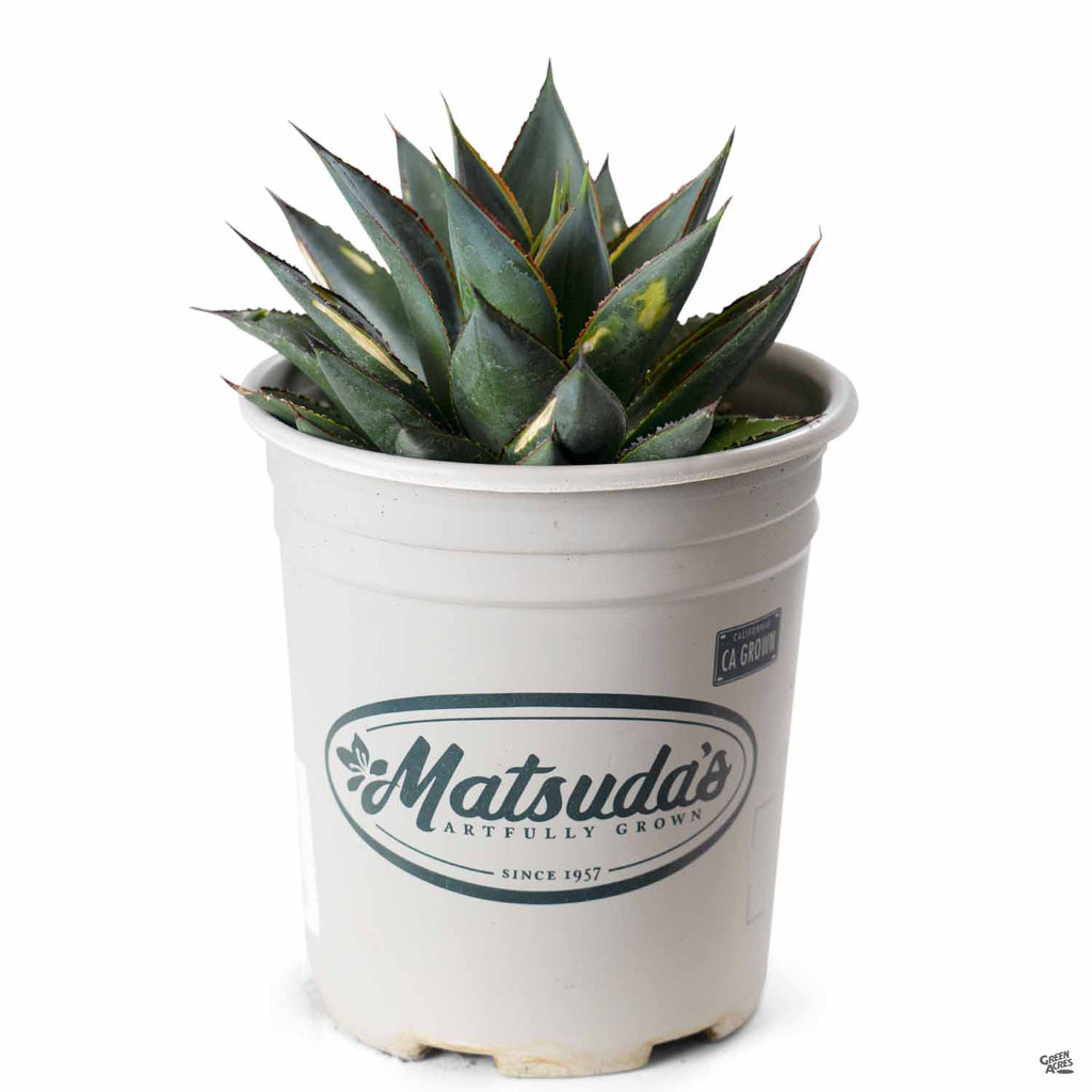 Agave 'Blue Glow' — Green Acres Nursery & Supply