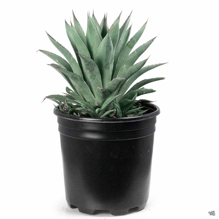 Agave 'Blue Glow' 2 gallon
