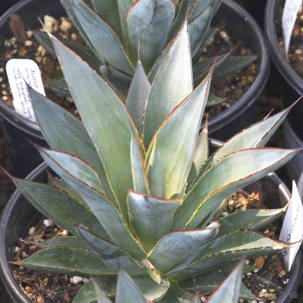 アガベ Agave Blue Glow ,variegata 219 Agave 'Blue Glow' - Agave – CactusWarehouse