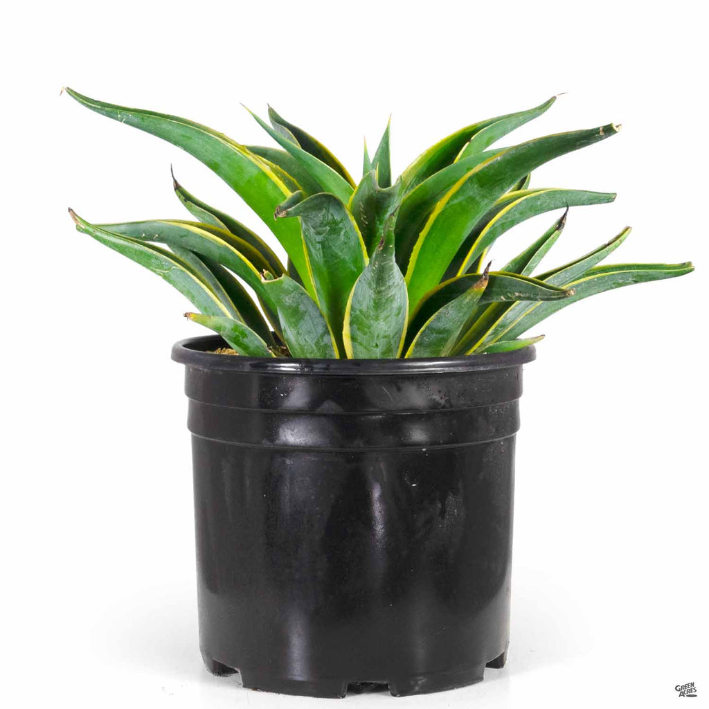 Variegated Smooth Agave — Green Acres Nursery & Supply
