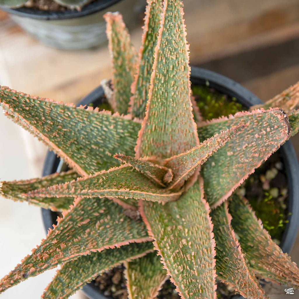 can you plant aloe vera in sand Aloe 'Green Sand' — Green Acres Nursery & Supply