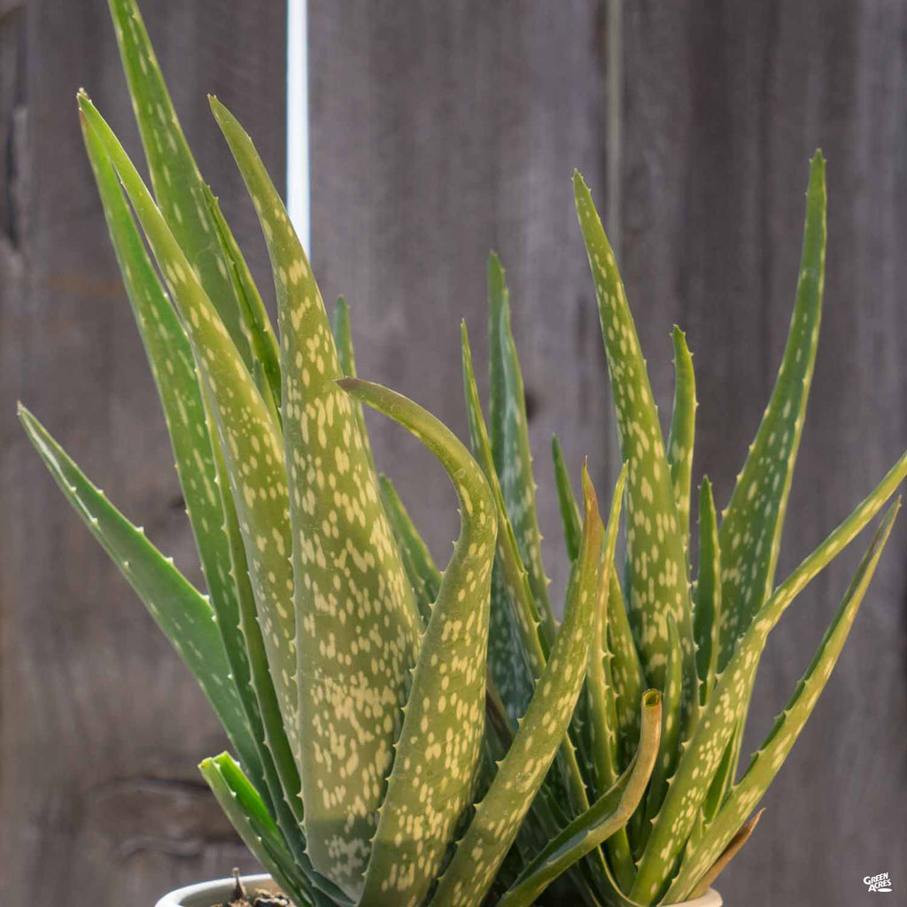 aloe vera medicine plant Aloe Vera — Green Acres Nursery & Supply