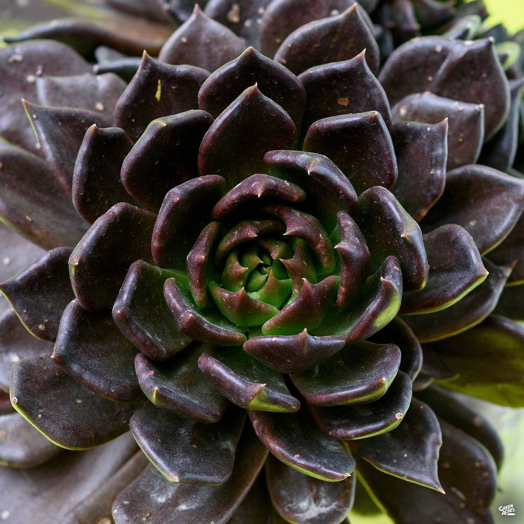 succulents black Echeveria 'Black Prince' — Green Acres Nursery & Supply