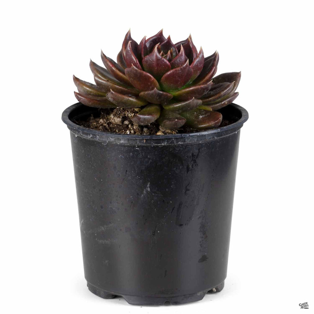 black prince succulent plant Echeveria 'Black Prince' — Green Acres Nursery & Supply