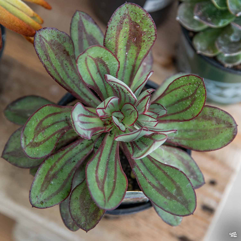 Echeveria nodulosa — Green Acres Nursery & Supply