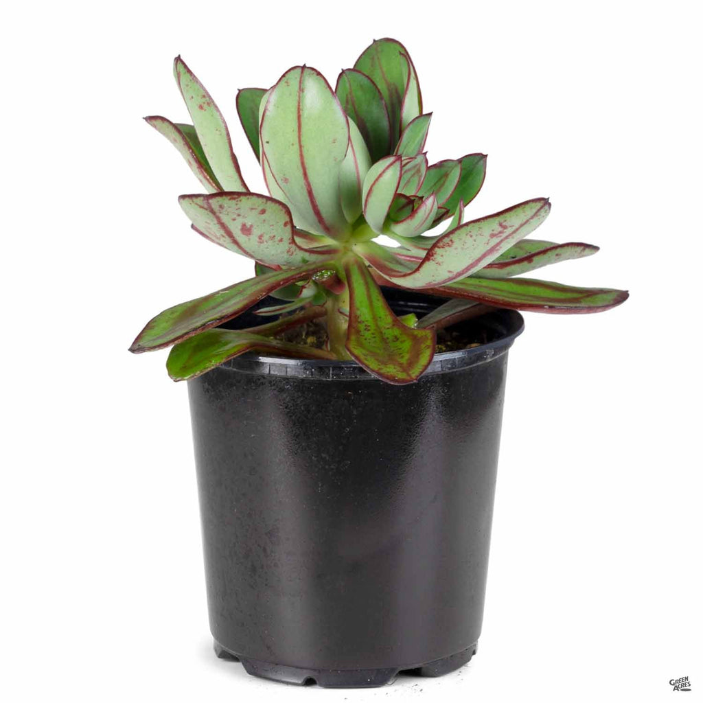 echeveria nodulosa succulent Echeveria nodulosa — Green Acres Nursery & Supply