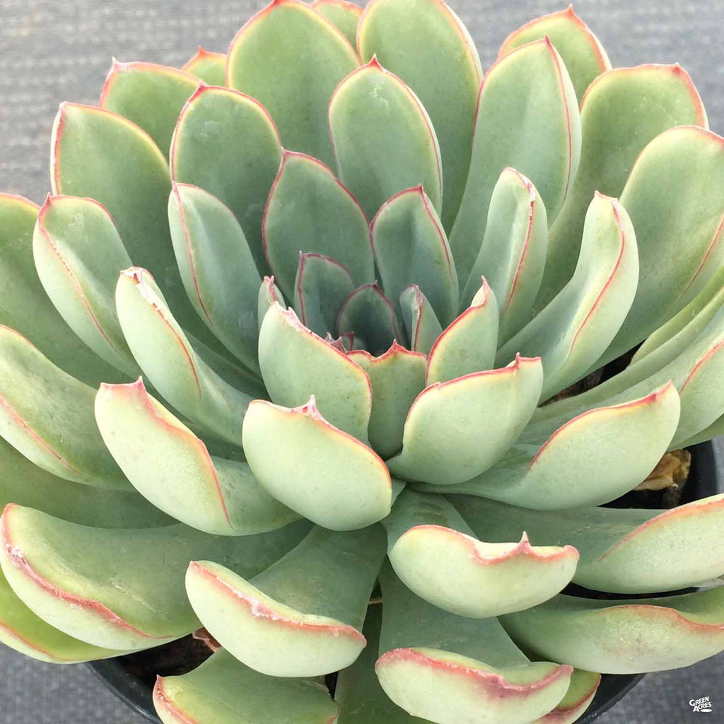 echeveria apus succulent plant Echeveria 'Pulidonis' — Green Acres Nursery & Supply