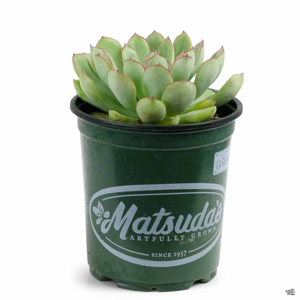 succulent echeveria pulidonis Echeveria 'Pulidonis' — Green Acres Nursery & Supply