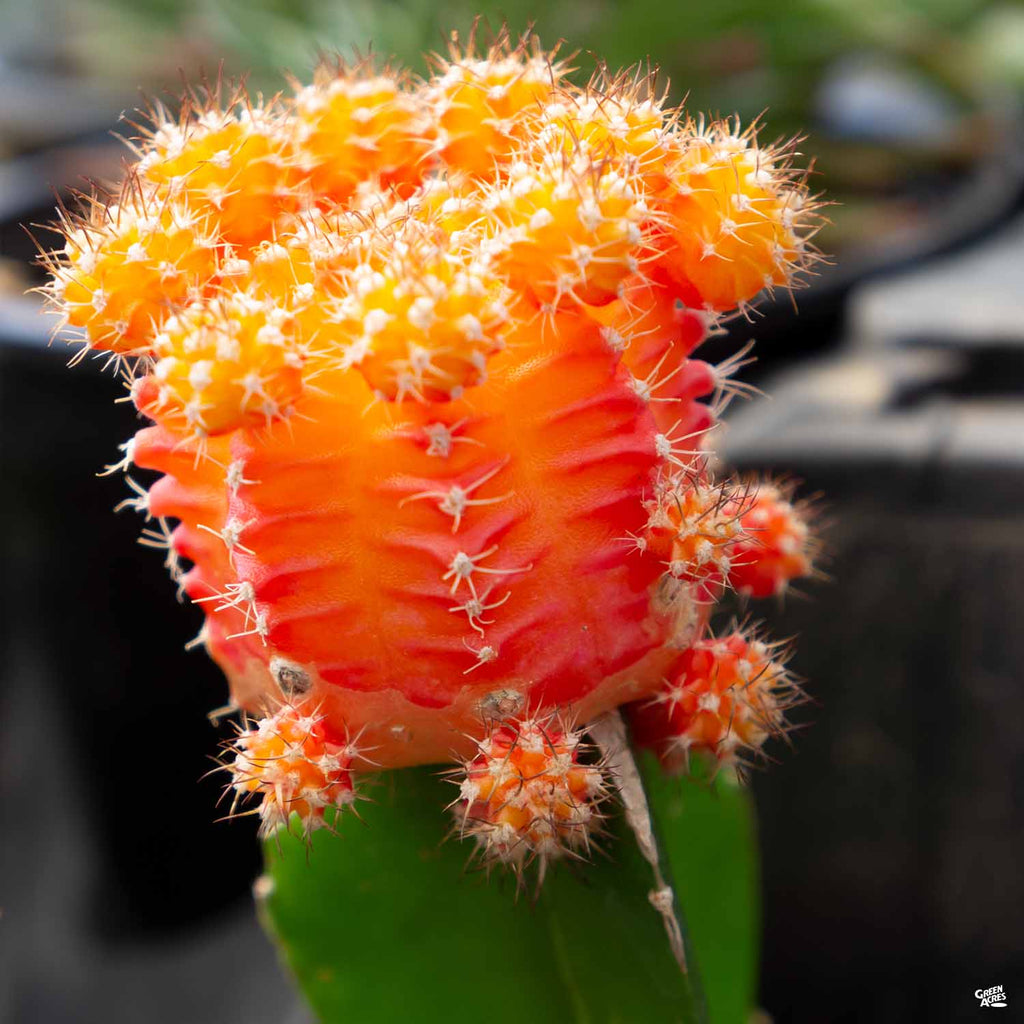Grafted Moon Cactus — Green Acres Nursery & Supply