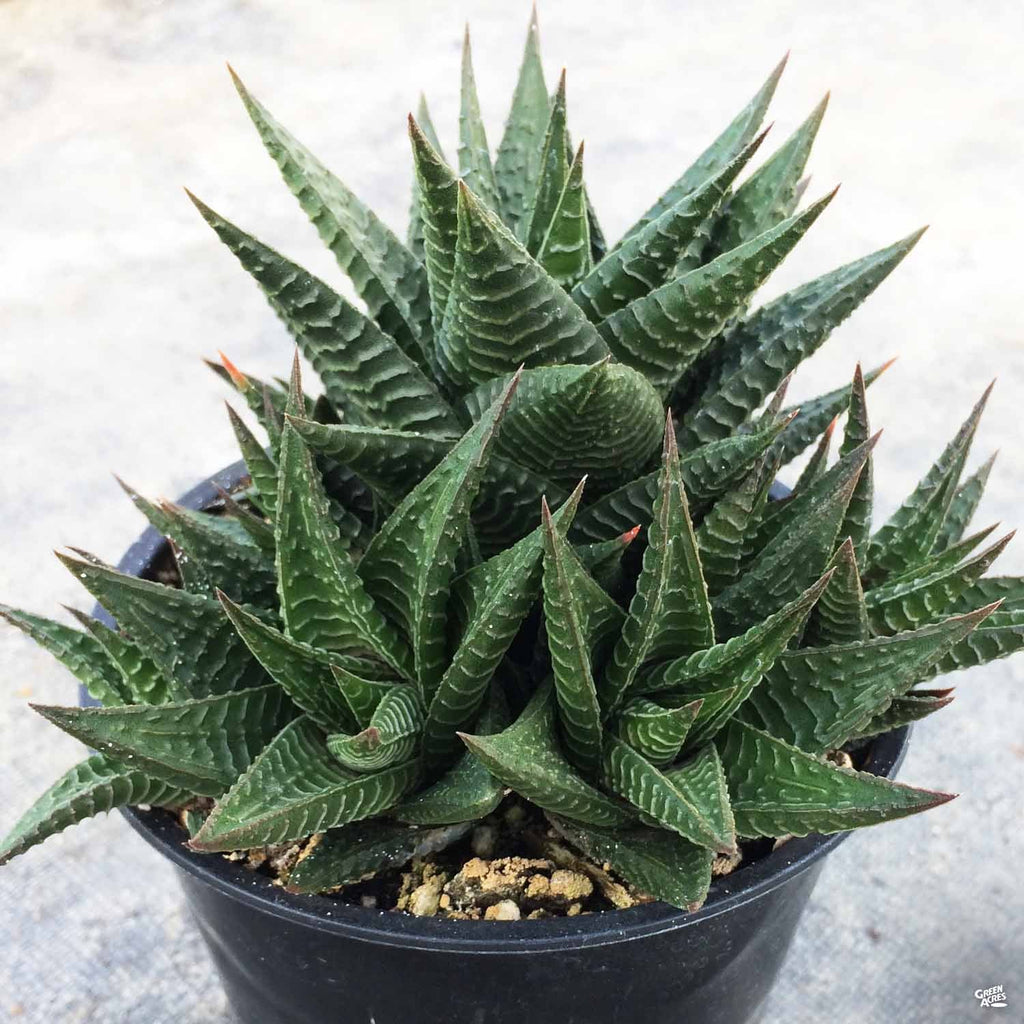 haworthia limifolia succulent Haworthia 'Limifolia' — Green Acres Nursery & Supply