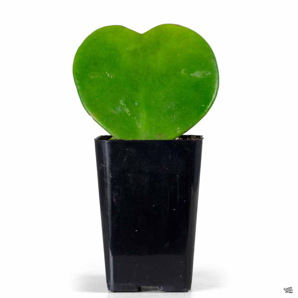 Hoya Heart — Green Acres Nursery & Supply