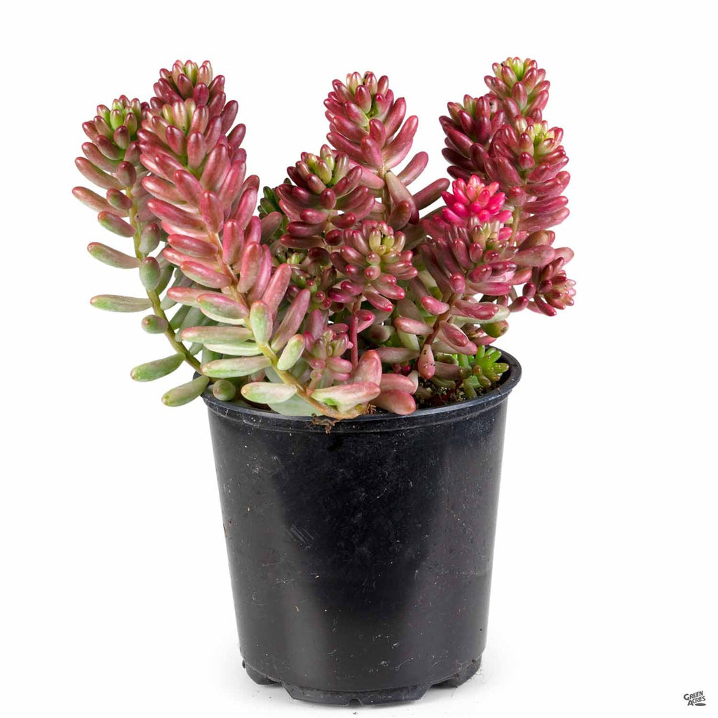 sedum aurora succulent Stonecrop 'Aurora' — Green Acres Nursery & Supply