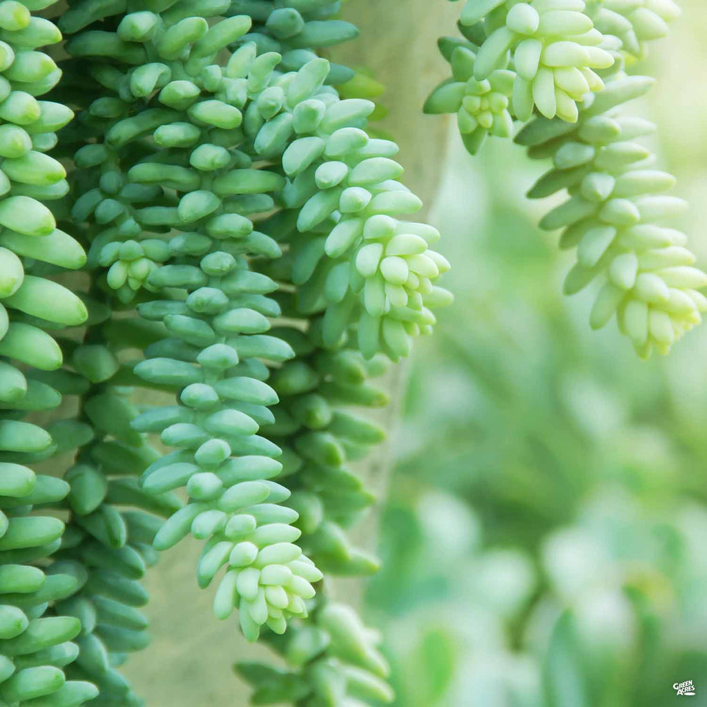 Stonecrop 'Donkey Tail' — Green Acres Nursery & Supply