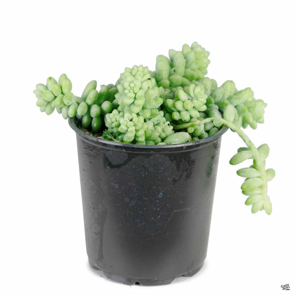 Stonecrop 'Donkey Tail' — Green Acres Nursery & Supply