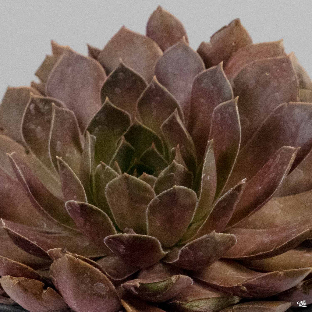 sempervirens succulent Sempervivum 'Chocolate Kiss' — Green Acres Nursery & Supply