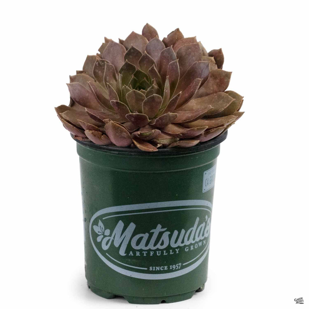 chocolate kiss succulent Sempervivum 'Chocolate Kiss' — Green Acres Nursery & Supply