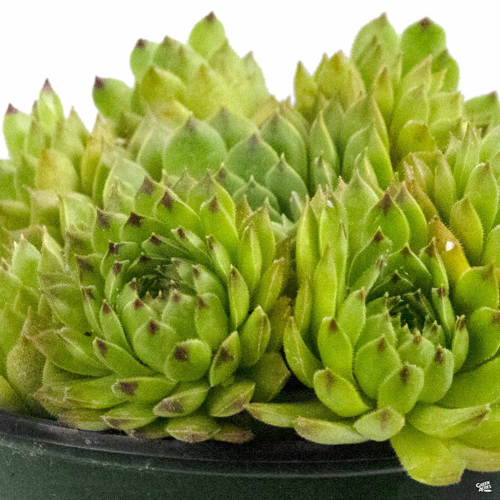 appletini succulent Sempervivum 'Appletini' — Green Acres Nursery & Supply