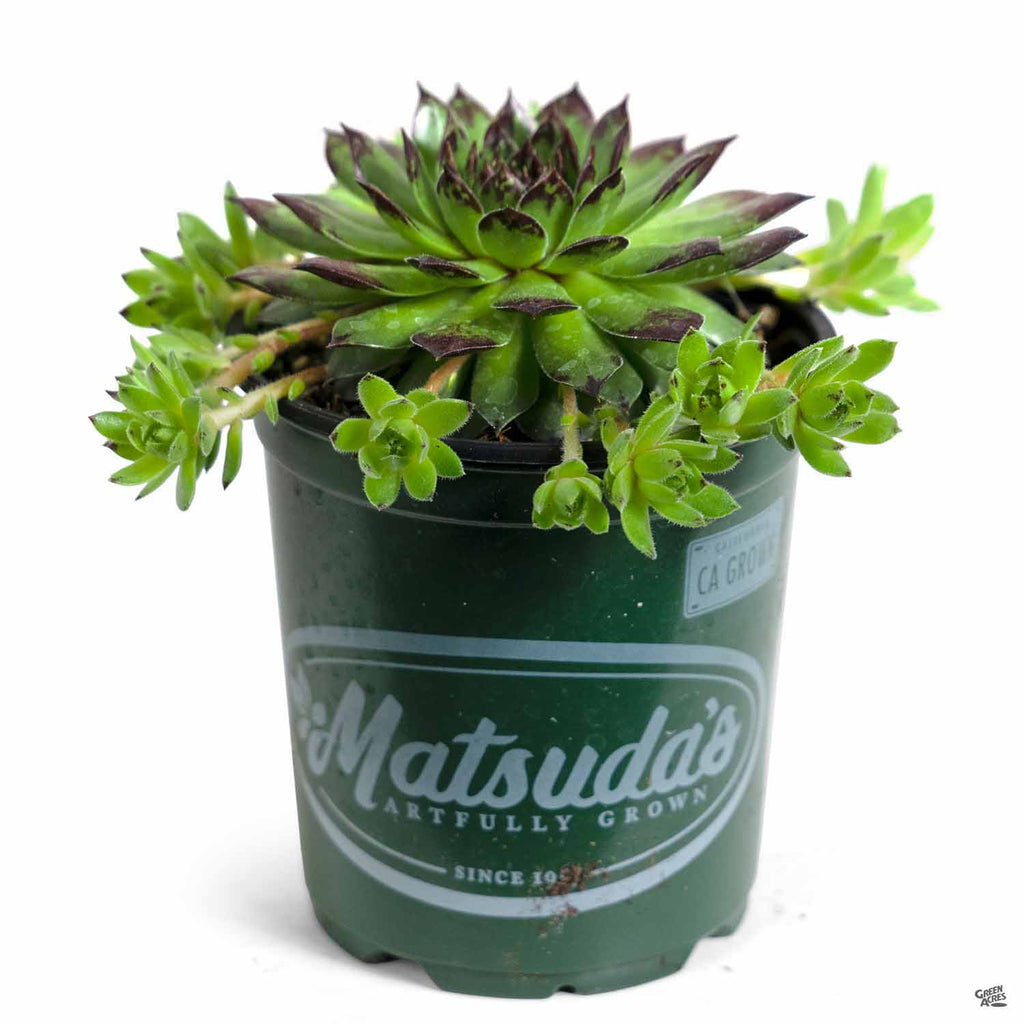 appletini succulent Sempervivum 'Appletini' — Green Acres Nursery & Supply