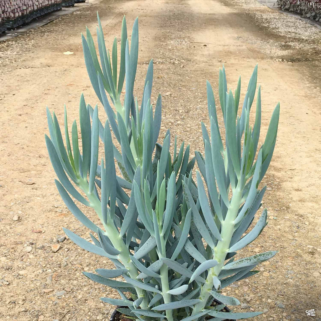 skyscraper succulent Skyscraper™ Senecio — Green Acres Nursery & Supply