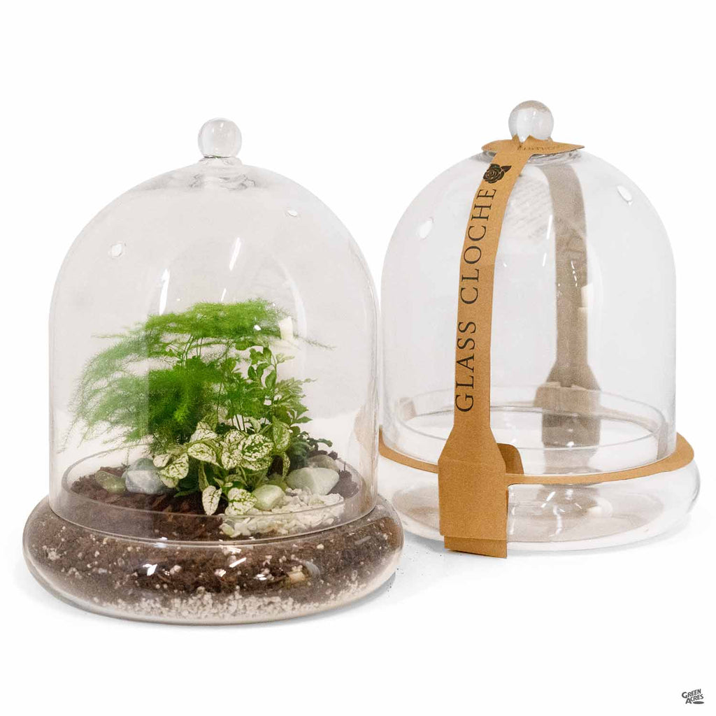 cloche terrarium plants Terrarium Cloche 10