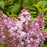 Lilac Hybrids by Monrovia 'Lavender Lady'