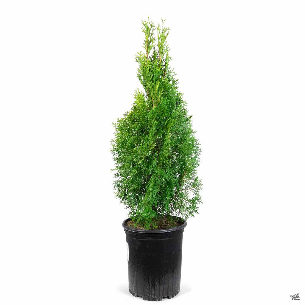 Thuja 'Emerald Green' — Green Acres Nursery & Supply