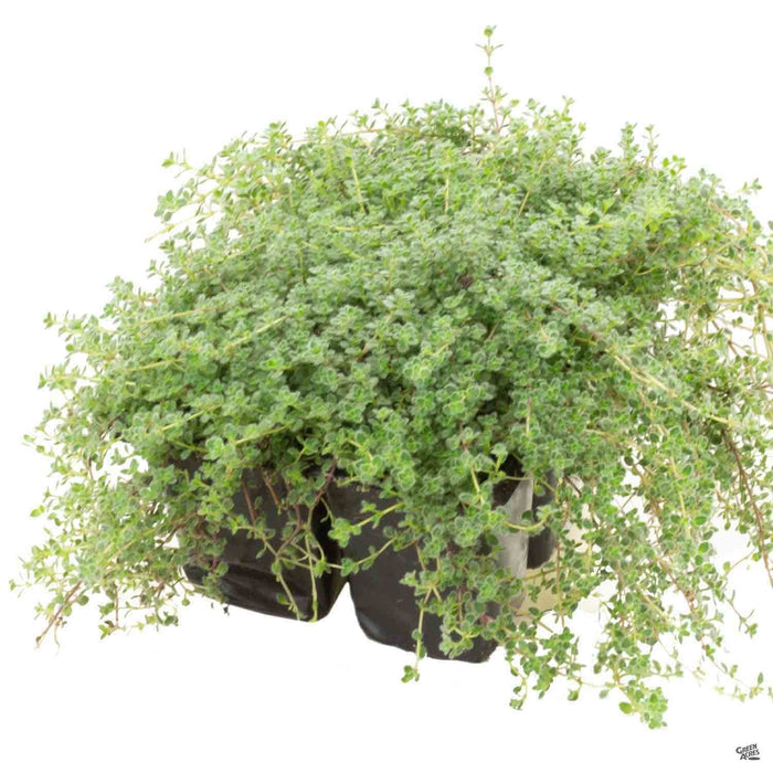 Thymus 'Woolly Thyme' 6-pack