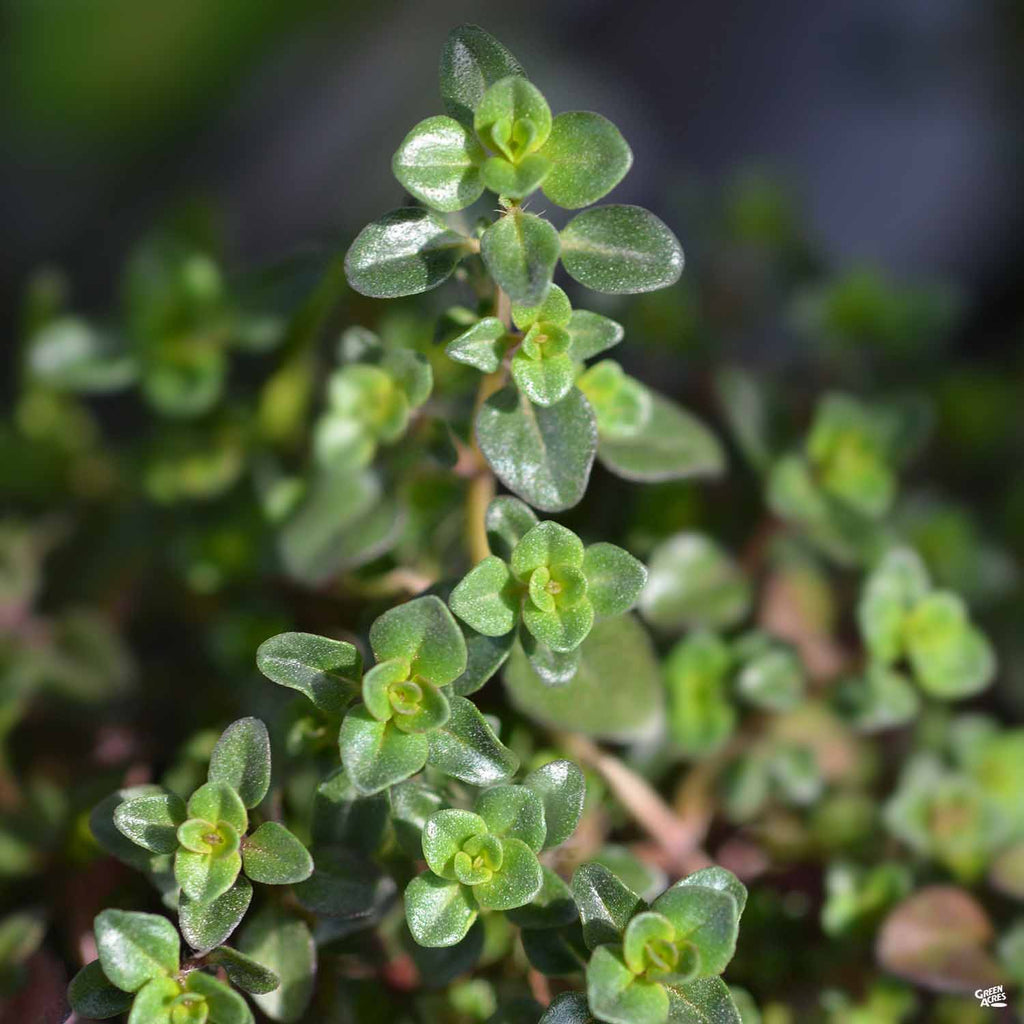 Creeping Thyme 'Red' — Green Acres Nursery & Supply