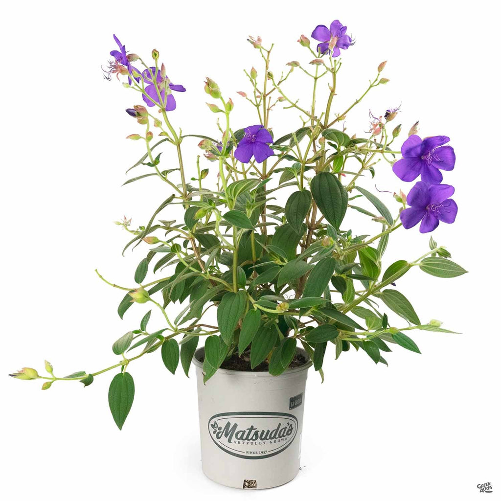 princess flower seeds Princess Flower — Green Acres Nursery & Supply