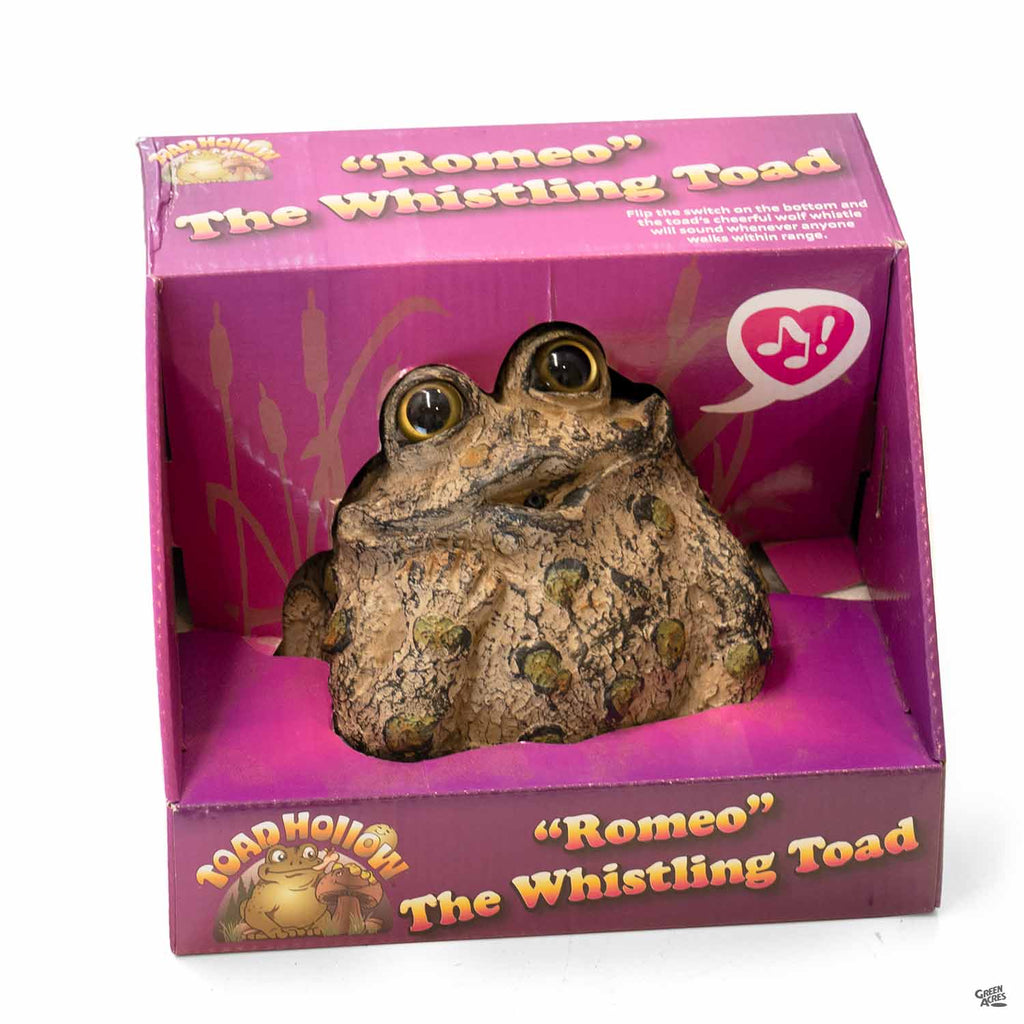 Dreamer Romeo Whistling Toad — Green Acres Nursery & Supply