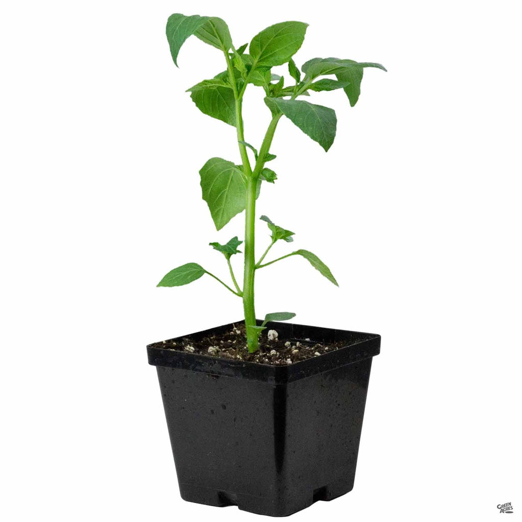 Tomatillo — Green Acres Nursery & Supply