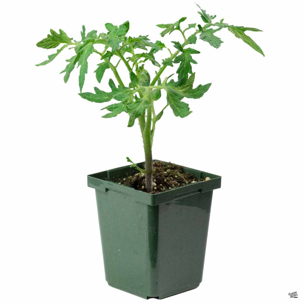 pineapple tomato plant height Tomato 'Pineapple' — Green Acres Nursery & Supply