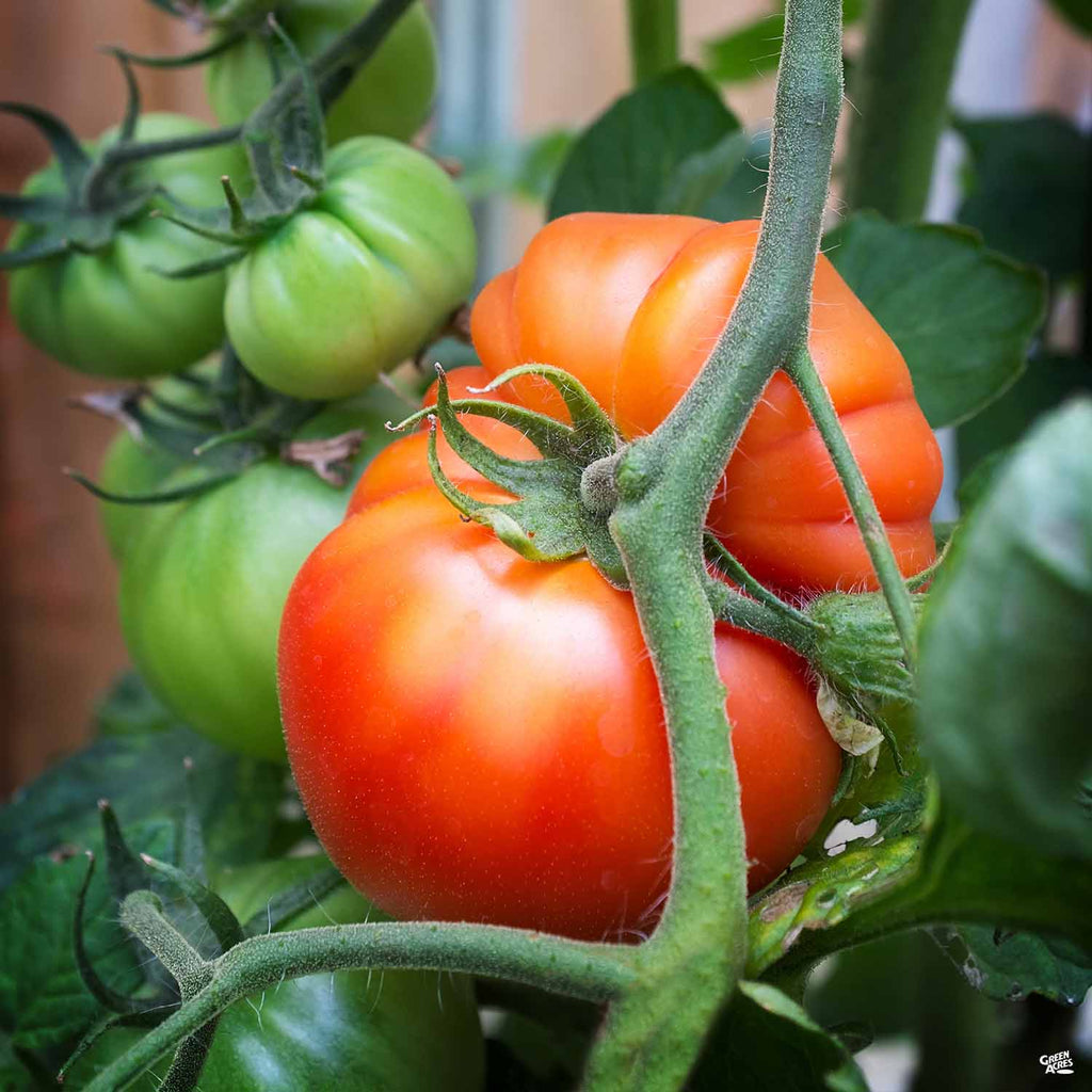 Tomato 'Beefsteak' — Green Acres Nursery & Supply