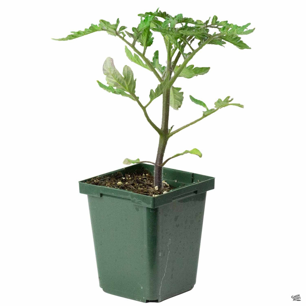 Tomato 'Beefsteak' — Green Acres Nursery & Supply