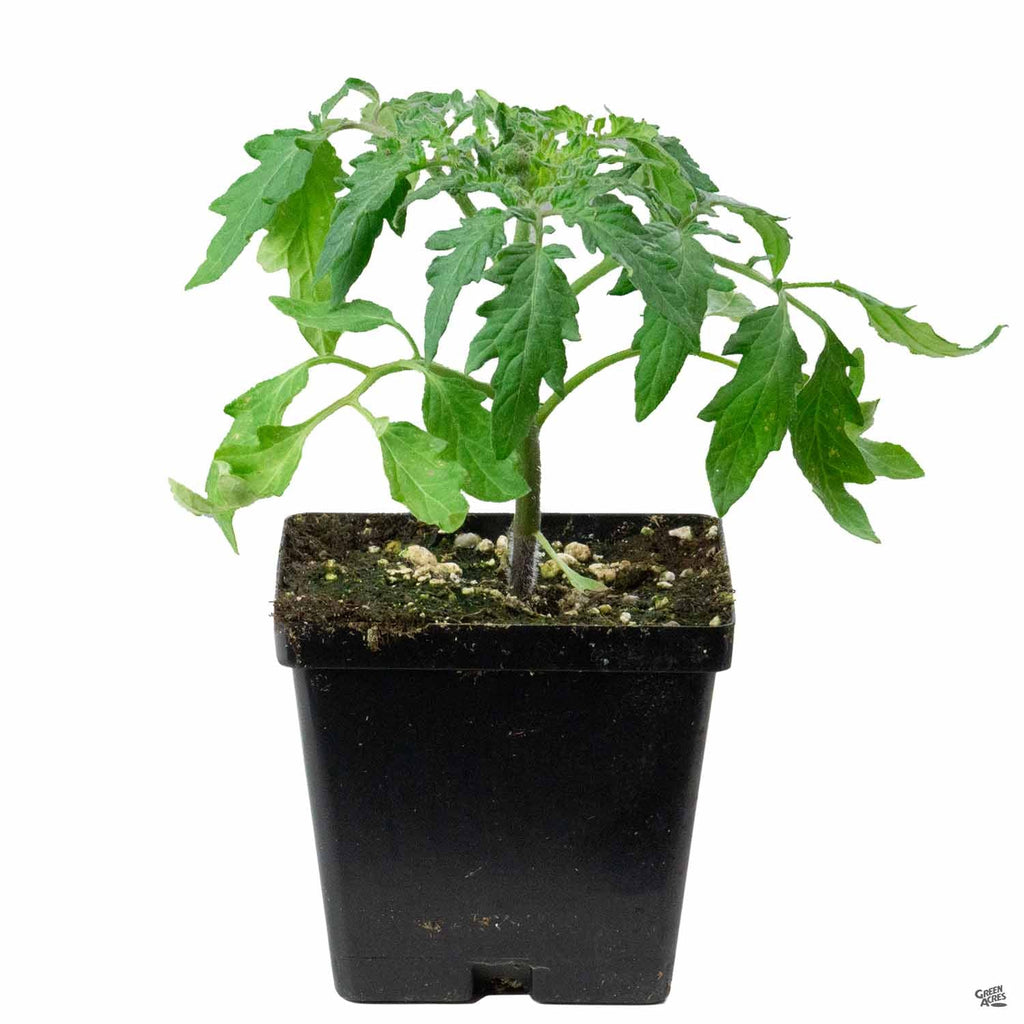 Tomato 'Black Krim' — Green Acres Nursery & Supply