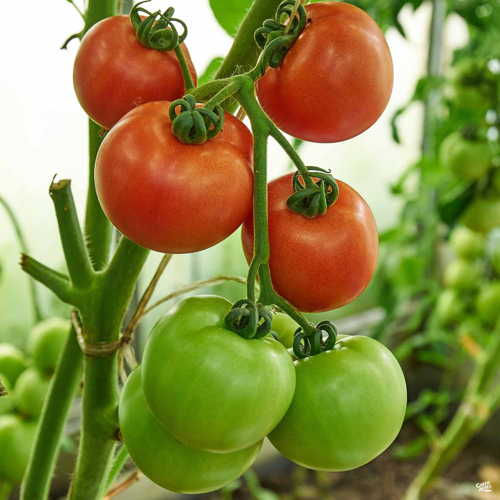 Tomato 'Brandy Boy' — Green Acres Nursery & Supply