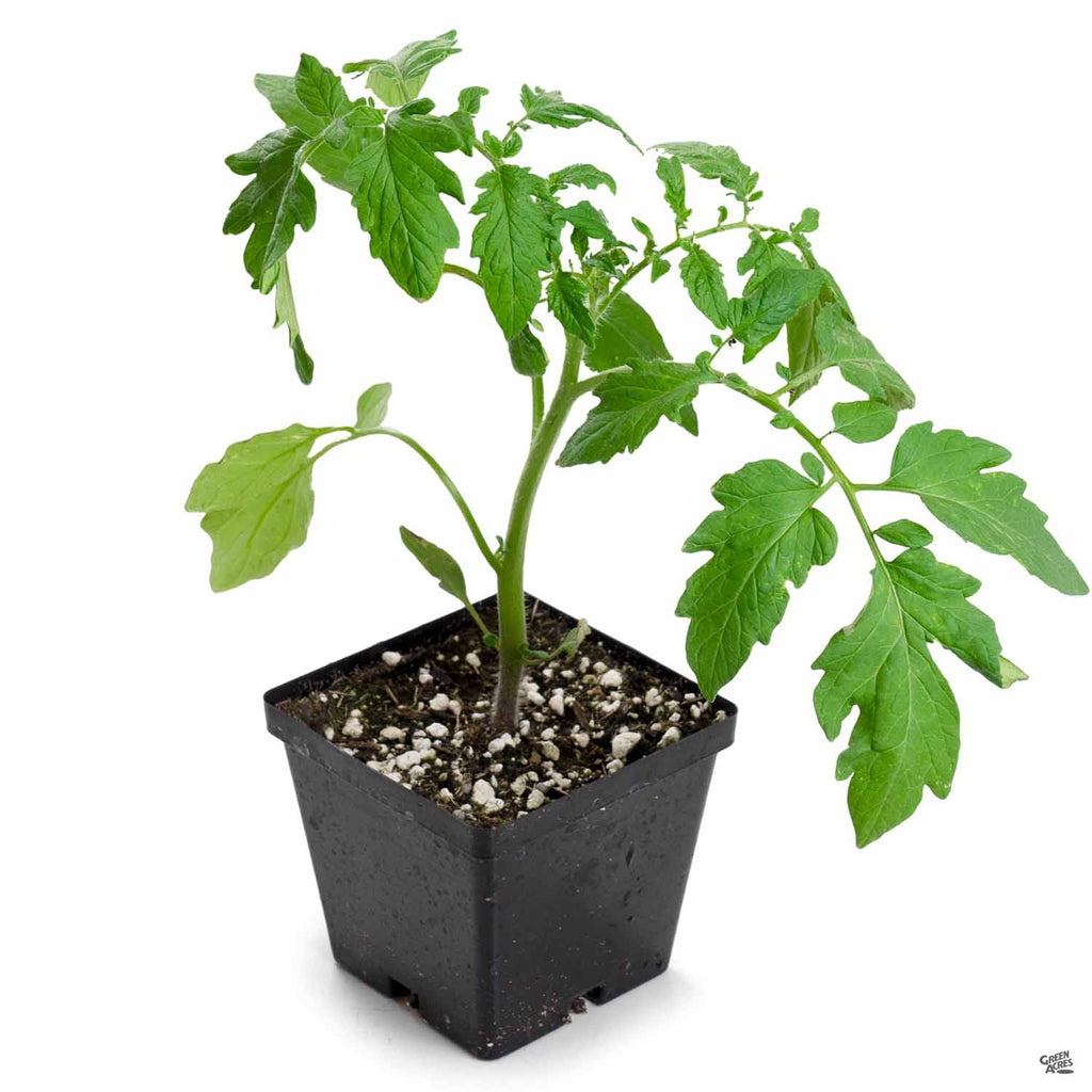 celebrity tomato plants in pots Tomato 'Celebrity' — Green Acres Nursery & Supply