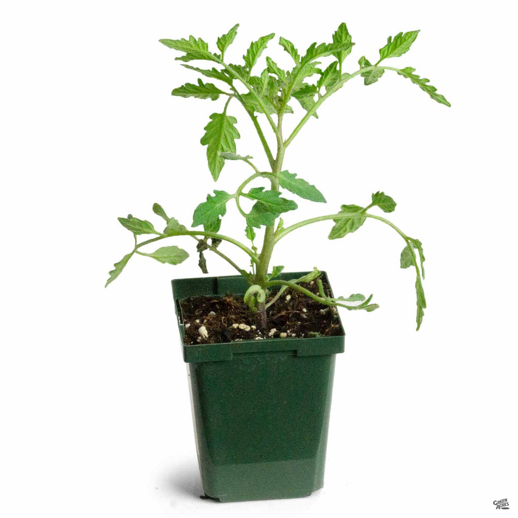 champion plants Tomato 'Champion' — Green Acres Nursery & Supply