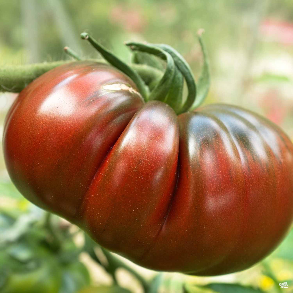 Tomato_CherokeePurple_1024x102