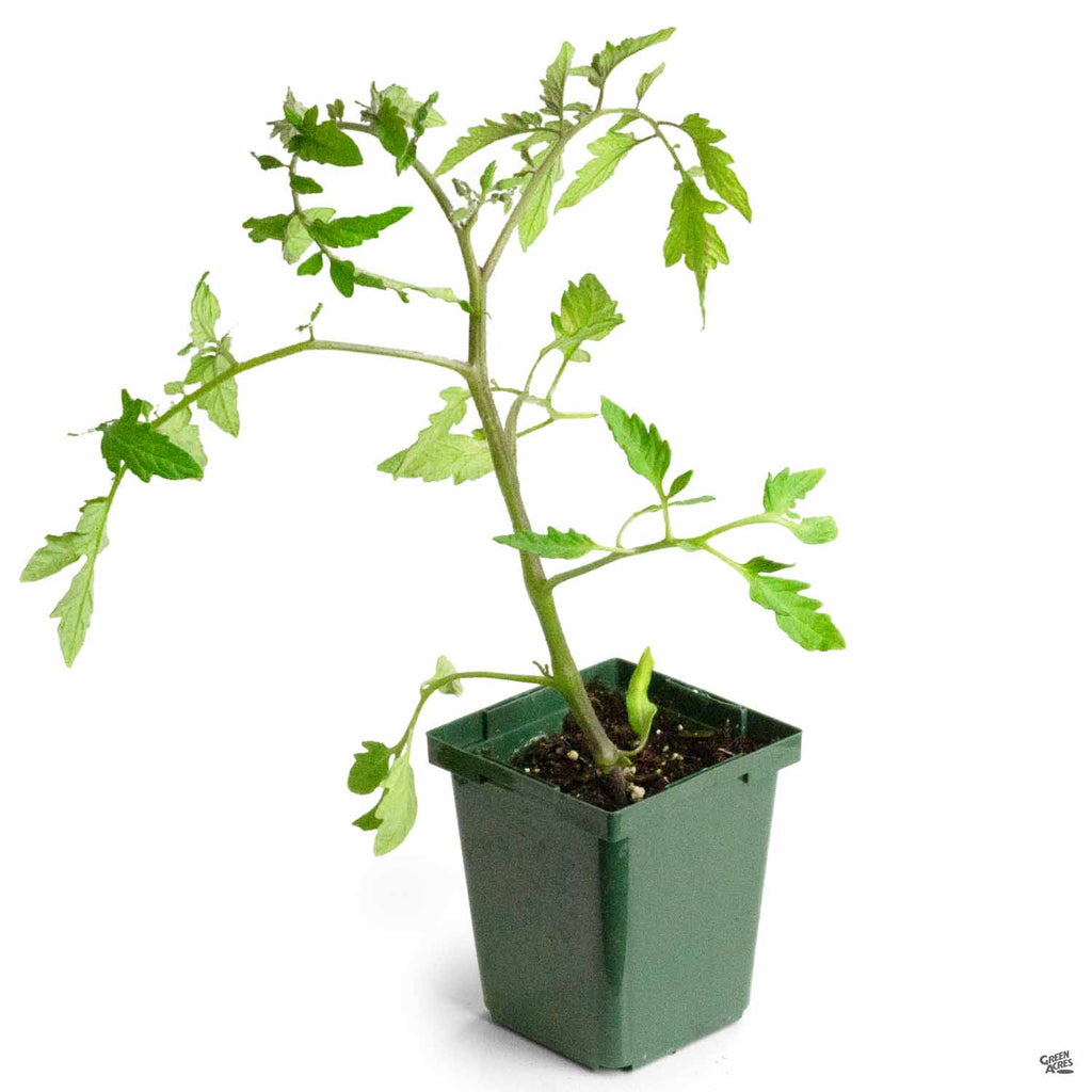 Early Girl Tomato Plants, Live Tomato Plants Delivery