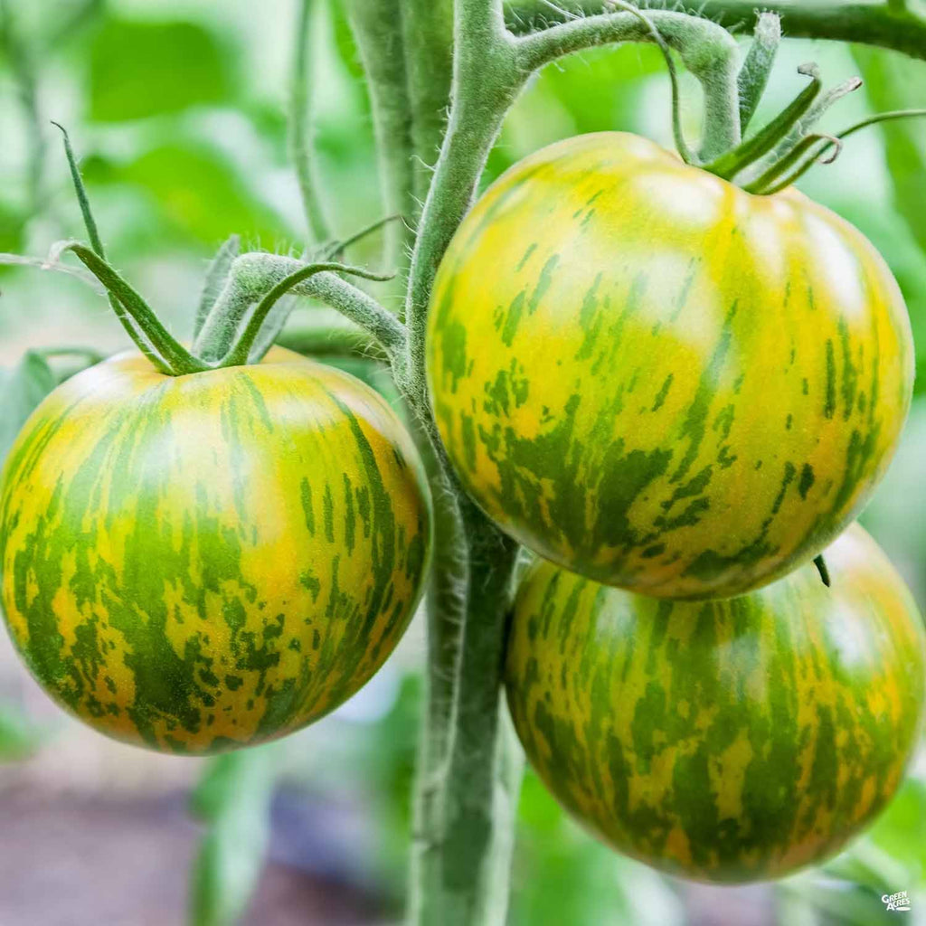 Tomato 'Green Zebra' — Green Acres Nursery & Supply