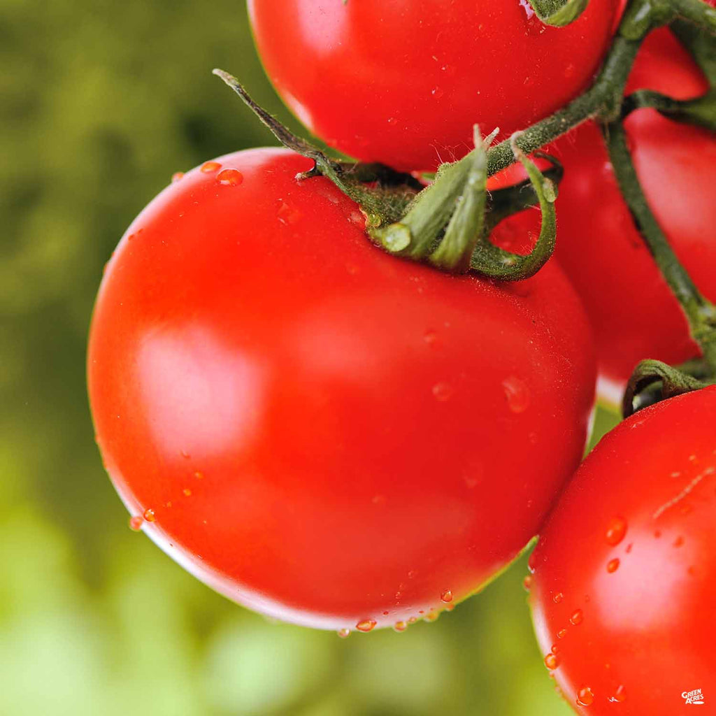 Tomato 'Jetsetter' — Green Acres Nursery & Supply