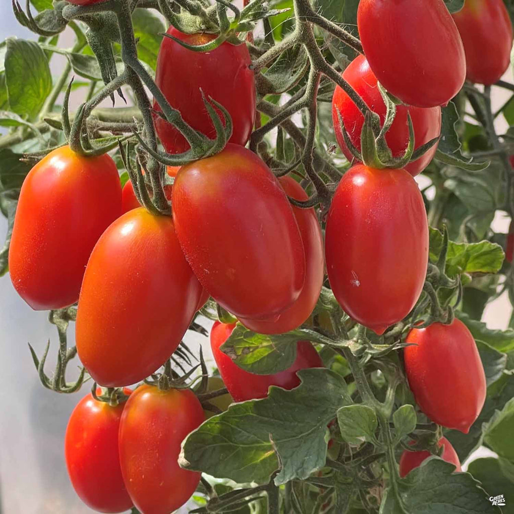 succulent tomatoes Tomato 'Juliet' — Green Acres Nursery & Supply