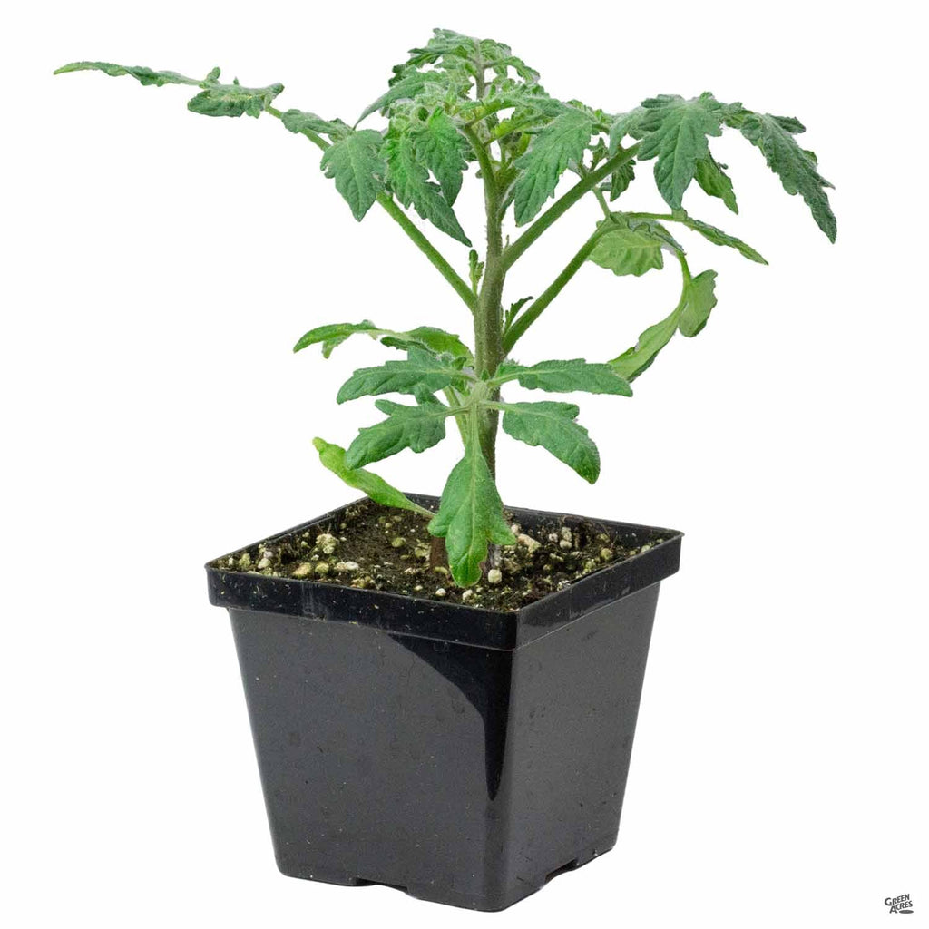 Tomato_Momotaro_4in_d998df73-