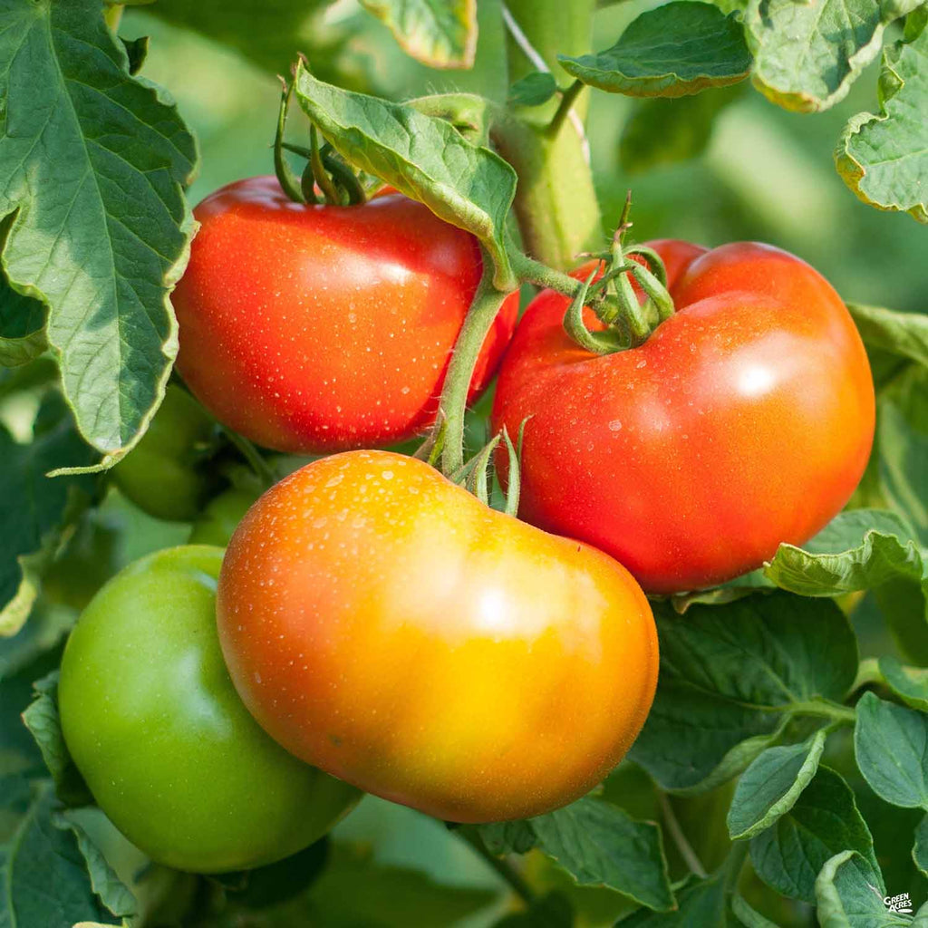 Tomato 'Mortgage Lifter' — Green Acres Nursery & Supply