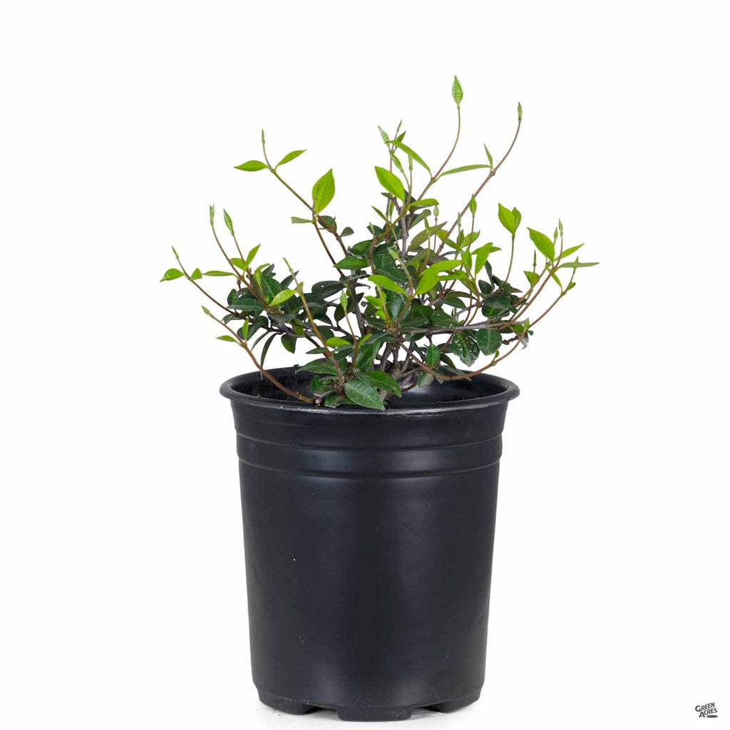 Asian Jasmine — Green Acres Nursery & Supply