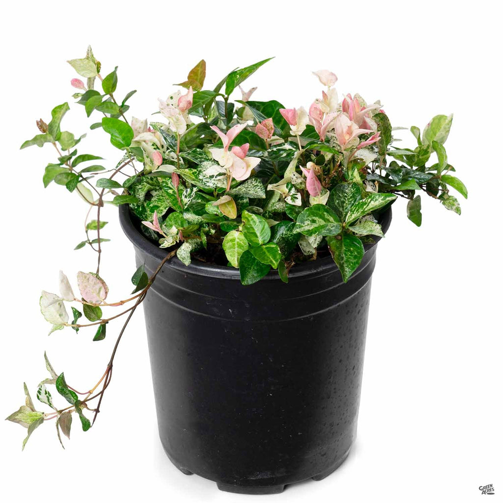 where to buy a jasmine house plant Asian Jasmine 'Tricolor' — Green Acres Nursery & Supply