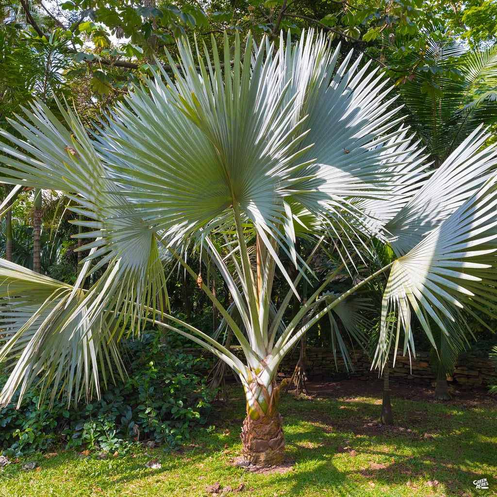flat palm plant Windmill Palm — Green Acres Nursery & Supply