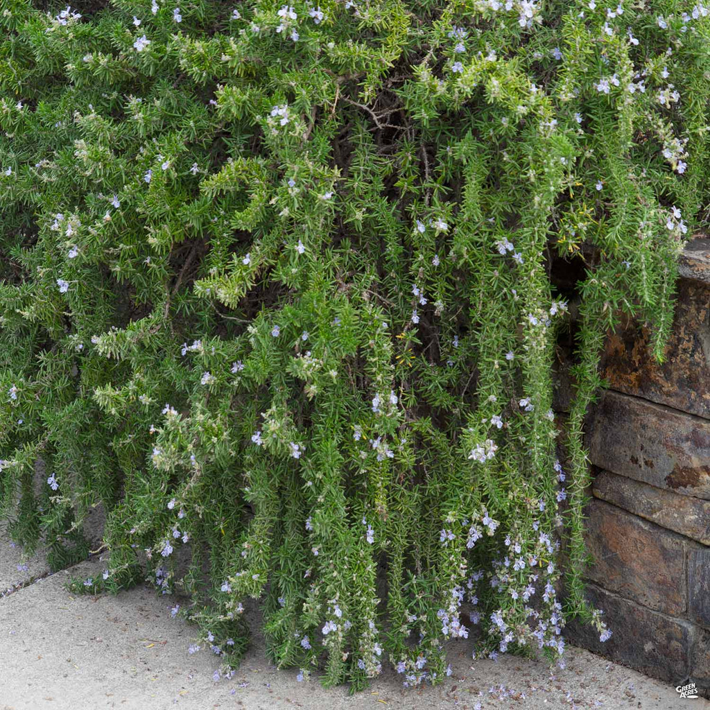 hanging rosemary plant Trailing Rosemary — Green Acres Nursery & Supply
